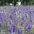 Delphinium ajacis
